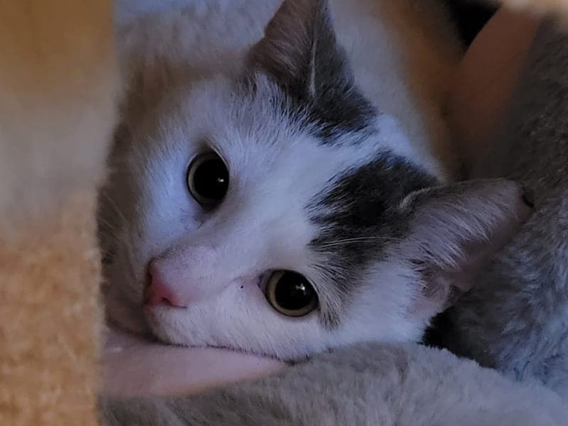 Theo - Katze zur Adoption aus Hamburger Tierschutzverein