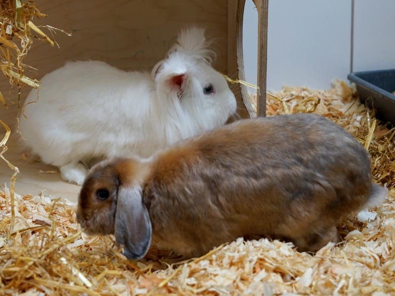 Tiramisu & Amaretto - Kleintier zur Adoption aus Hamburger Tierschutzverein