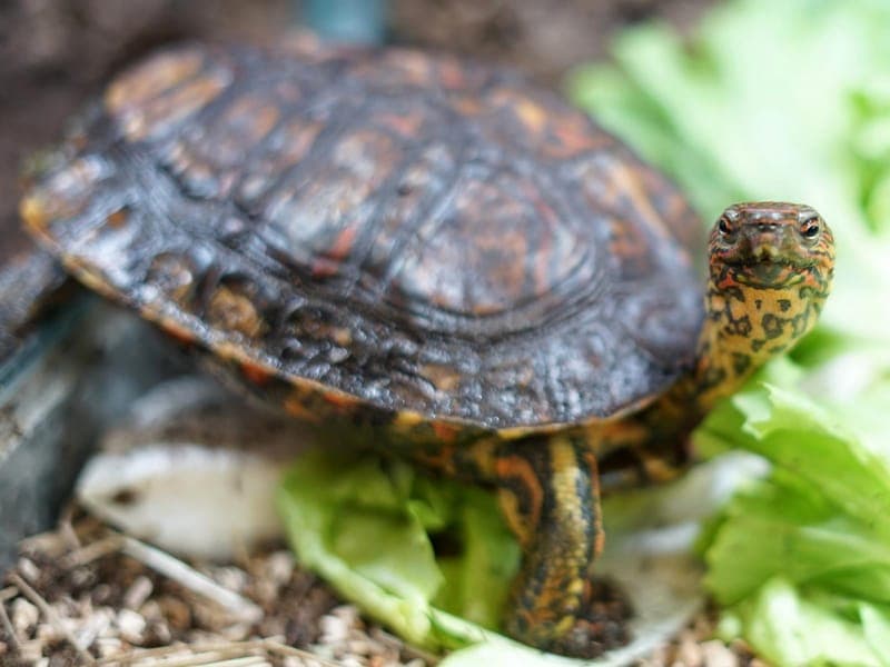 Tortuguero - Exot zur Adoption aus Hamburger Tierschutzverein