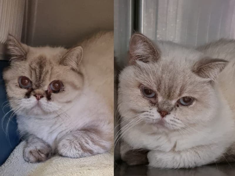 Tummi & Toadie - Katze zur Adoption aus Hamburger Tierschutzverein