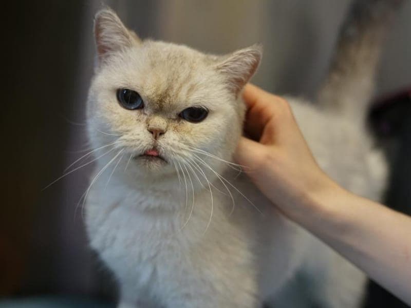 Uhu - Katze zur Adoption aus Hamburger Tierschutzverein