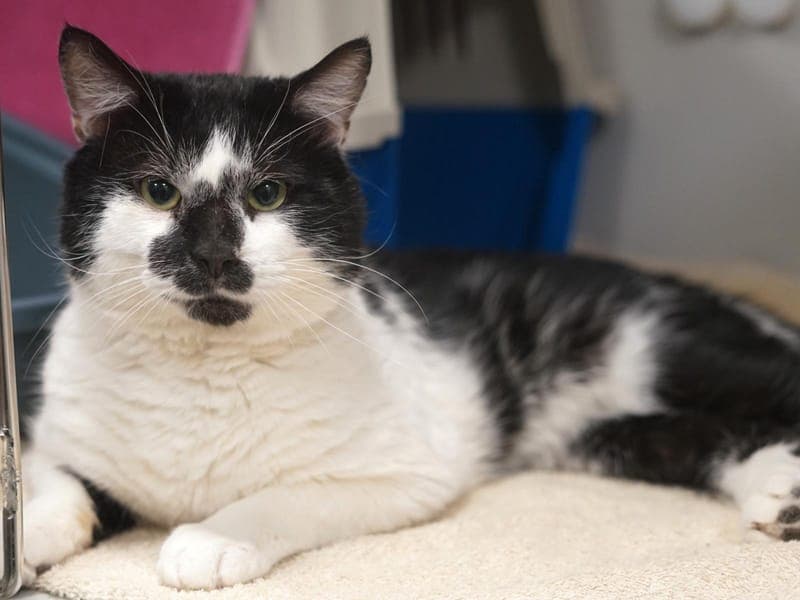 Uno - Katze zur Adoption aus Hamburger Tierschutzverein