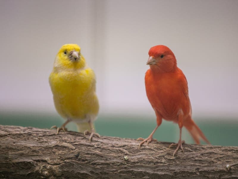 Unser Kanarien-Klub - Vogel zur Adoption aus Hamburger Tierschutzverein