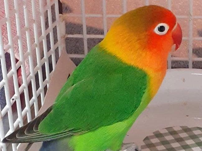 Unzertrennliche Pfirsiche - Vogel zur Adoption aus Hamburger Tierschutzverein