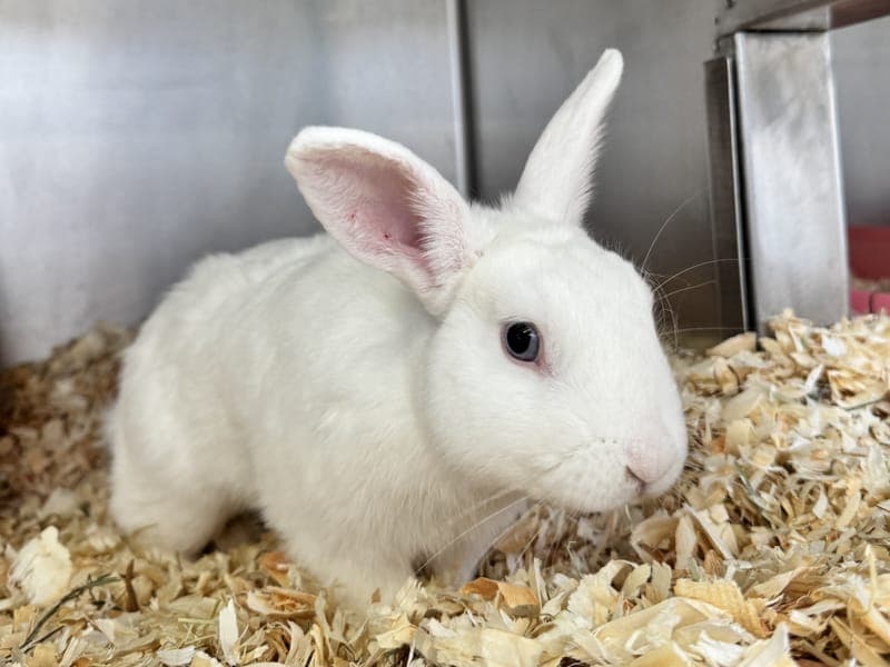 Viktor Krum - Kleintier zur Adoption aus Hamburger Tierschutzverein