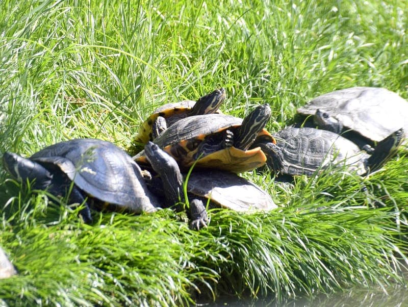 Wasserschildkröten (mit Video) - Exot zur Adoption aus Hamburger Tierschutzverein