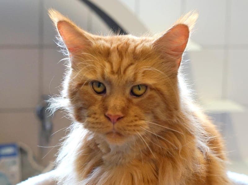 Zeus - Katze zur Adoption aus Hamburger Tierschutzverein