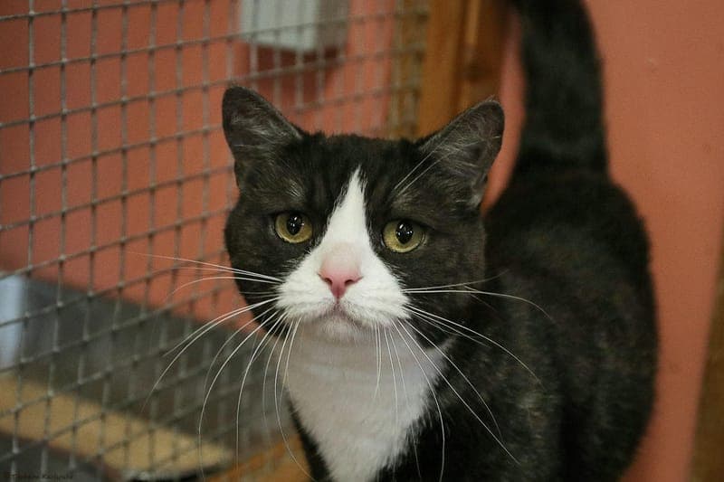 Asena - Katze zur Adoption aus Tierheim Karlsruhe
