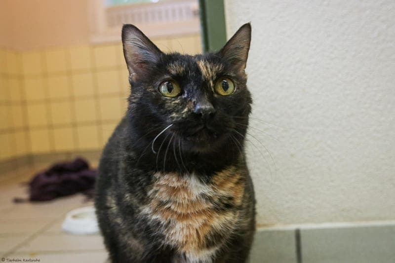 Bella - Katze zur Adoption aus Tierheim Karlsruhe