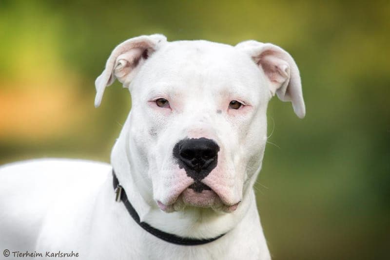 Bella - Hund zur Adoption aus Tierheim Karlsruhe