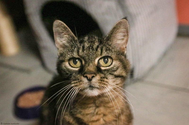 Buni - Katze zur Adoption aus Tierheim Karlsruhe