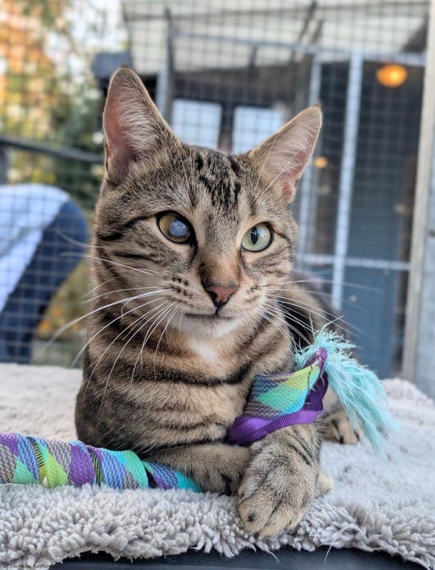 Cap - Katze zur Adoption aus Tierheim Karlsruhe