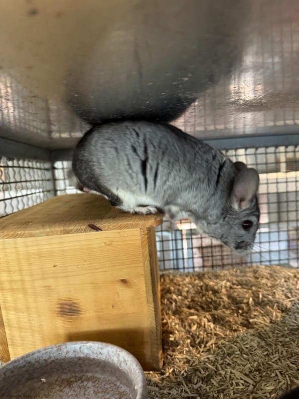Chinchillas – Momo und Käptn Hook - Kleintier zur Adoption aus Tierheim Karlsruhe