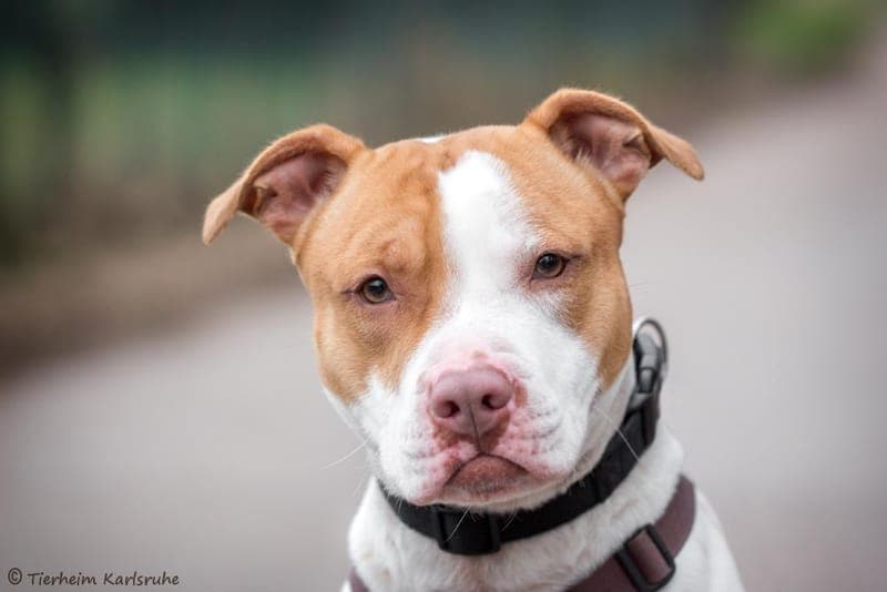 Da Vinci - Hund zur Adoption aus Tierheim Karlsruhe