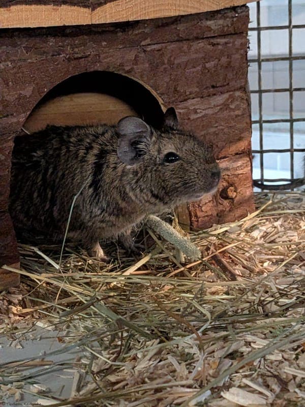 Degu – Familie - Kleintier zur Adoption aus Tierheim Karlsruhe