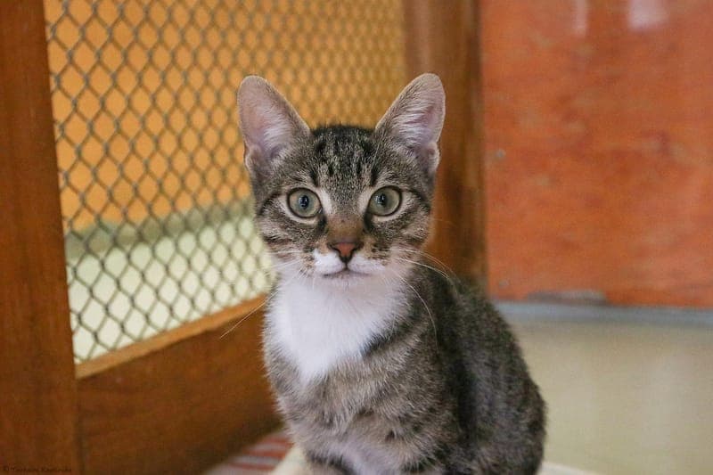 Dumpy - Katze zur Adoption aus Tierheim Karlsruhe