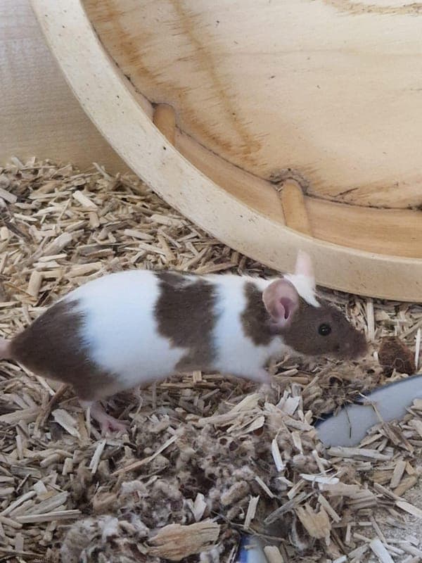 Farbmaus – Stracciatella - Kleintier zur Adoption aus Tierheim Karlsruhe