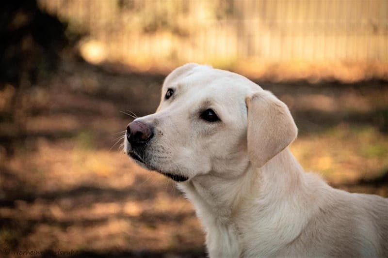 Felix - Hund zur Adoption aus Tierheim Karlsruhe