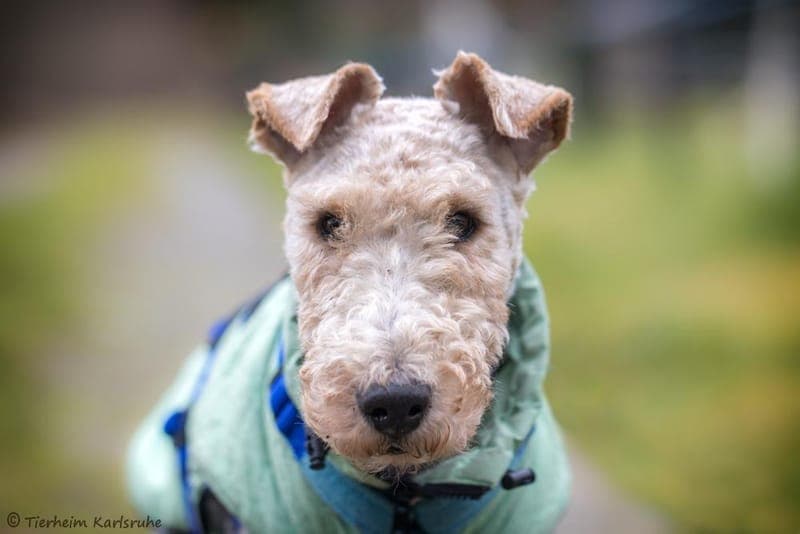 Foxy - Hund zur Adoption aus Tierheim Karlsruhe