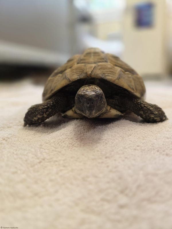 Griechische Landschildkröte – Brumi - Exot zur Adoption aus Tierheim Karlsruhe