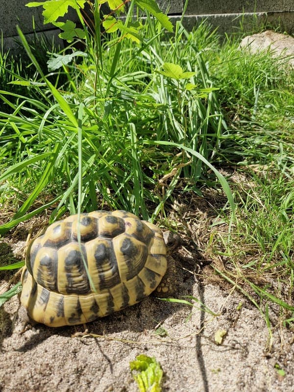 Griechische Landschildkröte – Freddo - Exot zur Adoption aus Tierheim Karlsruhe