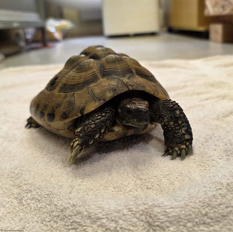 Griechische Landschildkröte – Rambo - Exot zur Adoption aus Tierheim Karlsruhe