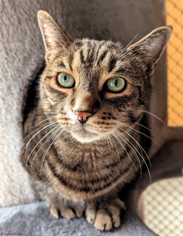 Harald - Katze zur Adoption aus Tierheim Karlsruhe