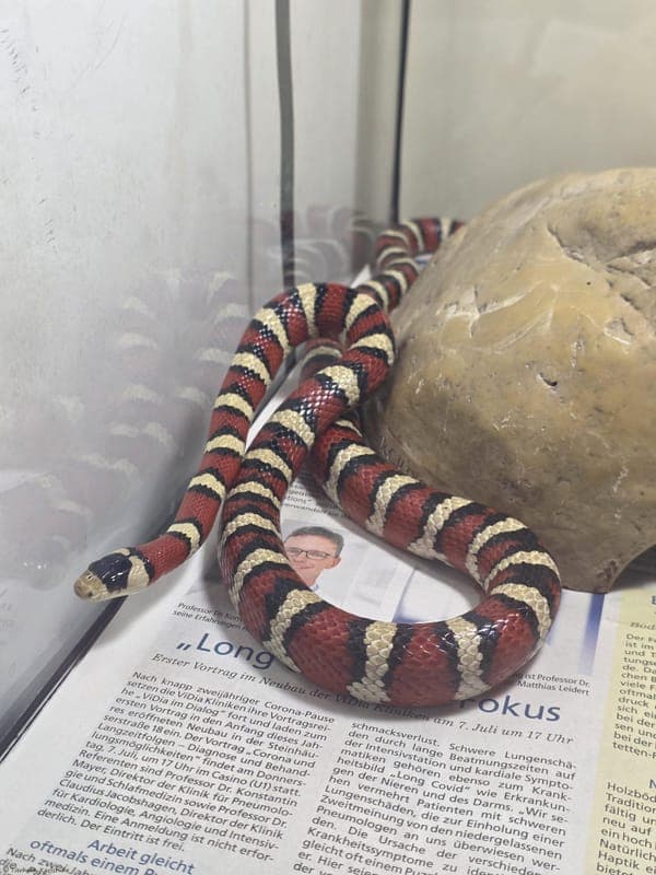 Königsnatter – Kabuki - Exot zur Adoption aus Tierheim Karlsruhe