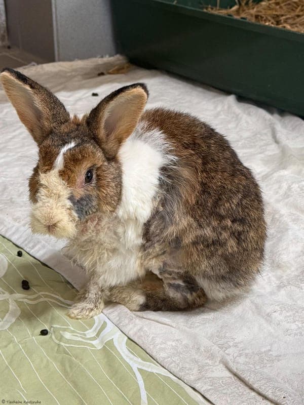 Kaninchen – Björn und Alva - Kleintier zur Adoption aus Tierheim Karlsruhe