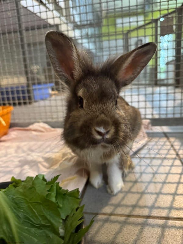 Kaninchen – Bounty - Kleintier zur Adoption aus Tierheim Karlsruhe