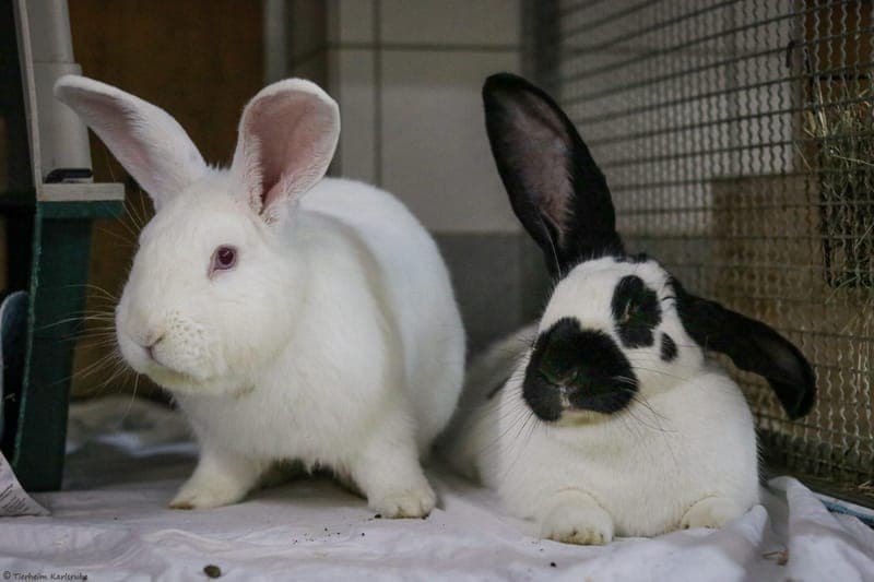 Kaninchen – Flocke und Thyra - Kleintier zur Adoption aus Tierheim Karlsruhe