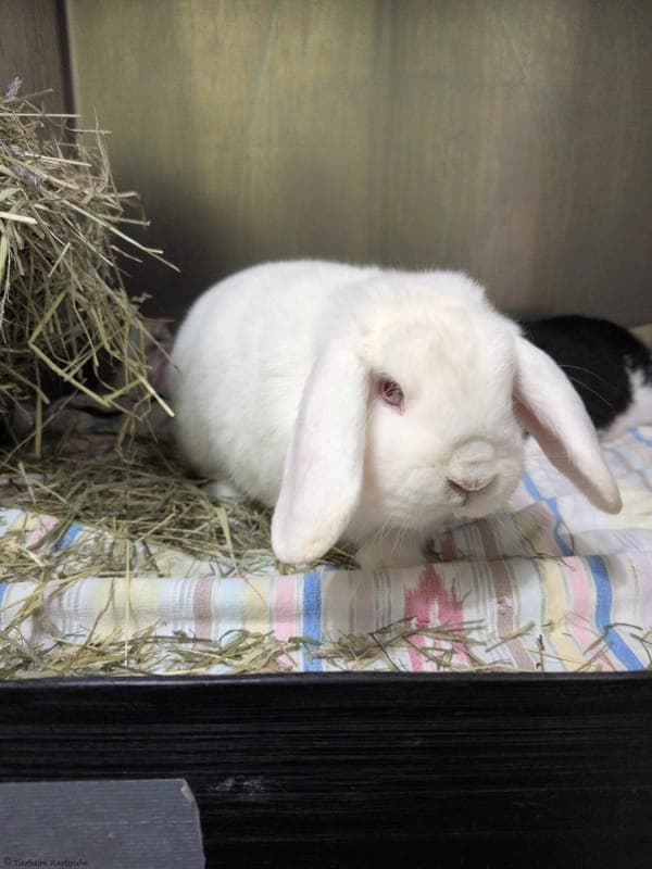 Kaninchen – Löwenzahn und Dougles - Kleintier zur Adoption aus Tierheim Karlsruhe