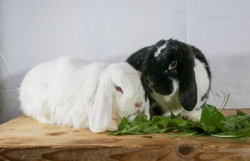 Kaninchen – Löwenzahn und Dougles - Kleintier zur Adoption aus Tierheim Karlsruhe