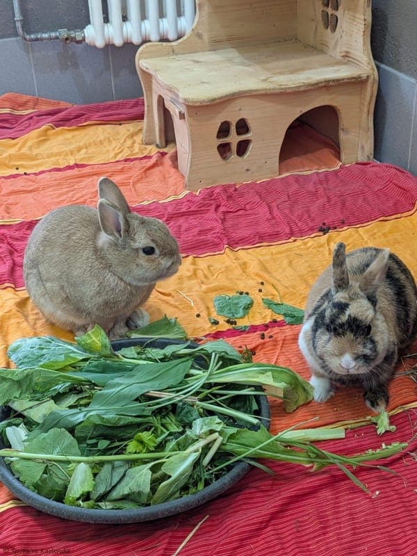 Kaninchen – Lilli und Ferrero Küsschen - Kleintier zur Adoption aus Tierheim Karlsruhe