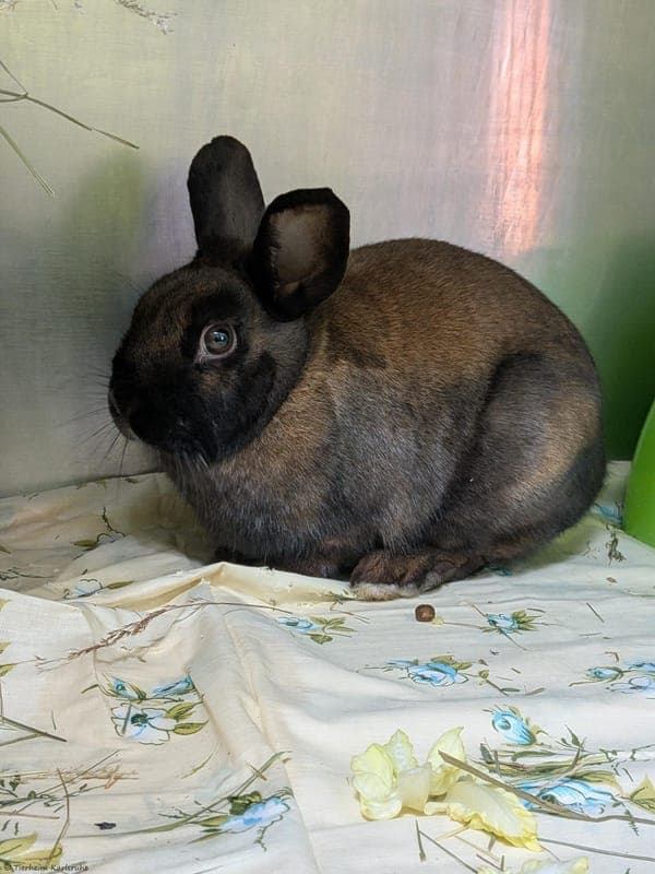 Kaninchen – Milka - Kleintier zur Adoption aus Tierheim Karlsruhe