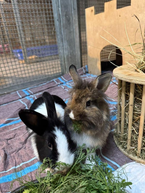Kaninchen – Nacho und Moji - Kleintier zur Adoption aus Tierheim Karlsruhe