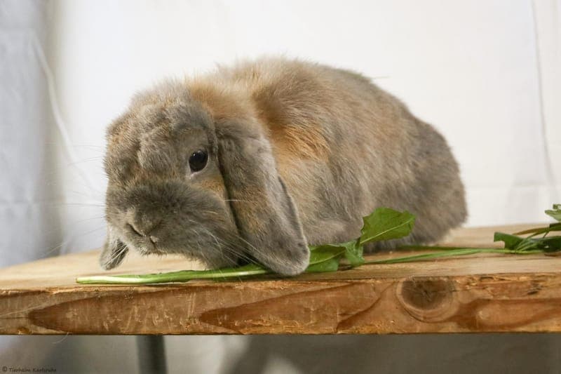 Kaninchen – Saphira - Kleintier zur Adoption aus Tierheim Karlsruhe