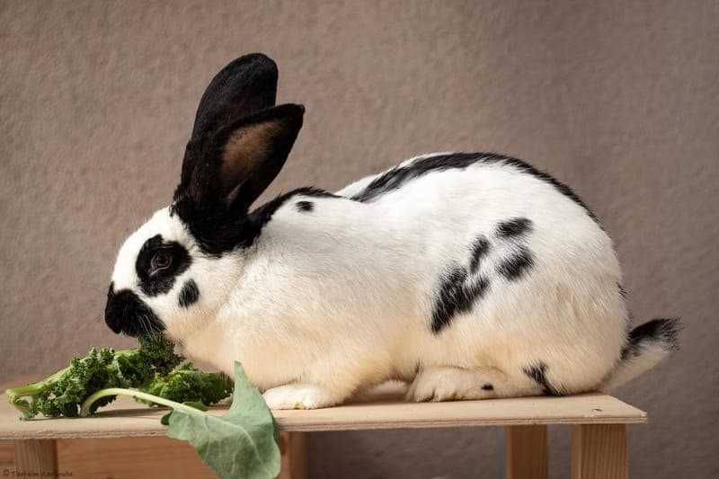 Kaninchen – Thyra - Kleintier zur Adoption aus Tierheim Karlsruhe