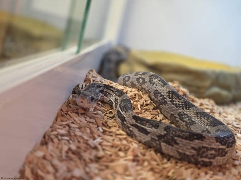 Kornnatter – Kaba - Exot zur Adoption aus Tierheim Karlsruhe
