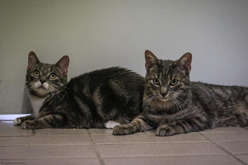 Kristoff und Jasper - Katze zur Adoption aus Tierheim Karlsruhe