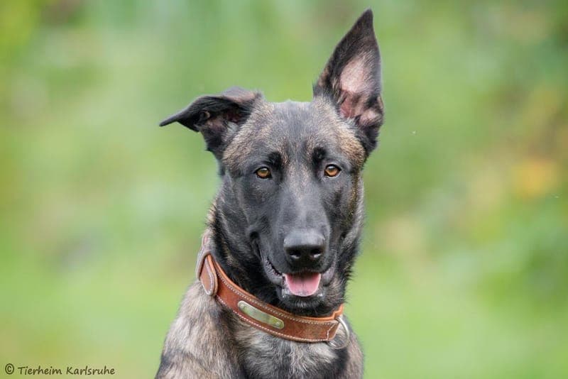 Lasko - Hund zur Adoption aus Tierheim Karlsruhe