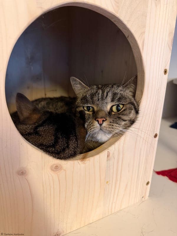 Leo und Bo - Katze zur Adoption aus Tierheim Karlsruhe