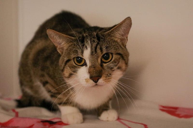 Levi - Katze zur Adoption aus Tierheim Karlsruhe