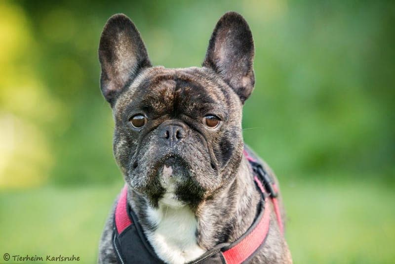 Lucky - Hund zur Adoption aus Tierheim Karlsruhe