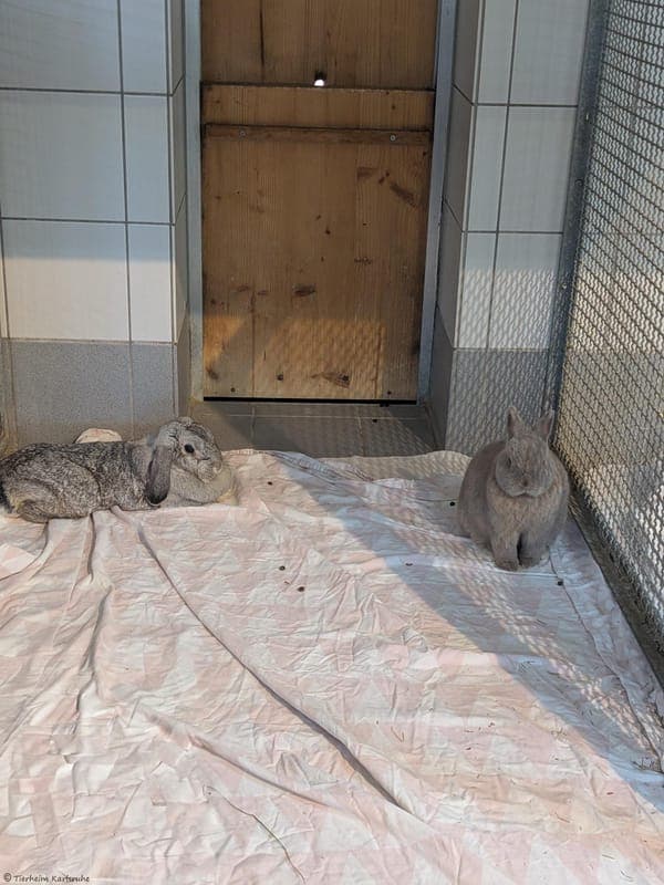 Luisa und Mussa - Kleintier zur Adoption aus Tierheim Karlsruhe