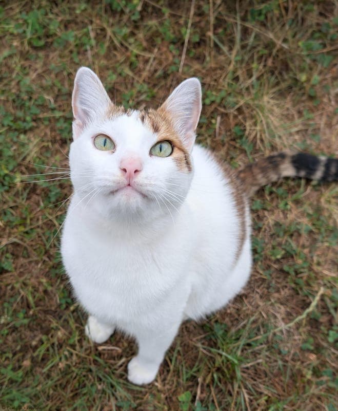 Lutz - Katze zur Adoption aus Tierheim Karlsruhe