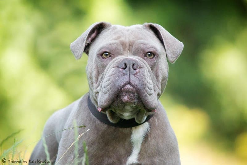 Major - Hund zur Adoption aus Tierheim Karlsruhe