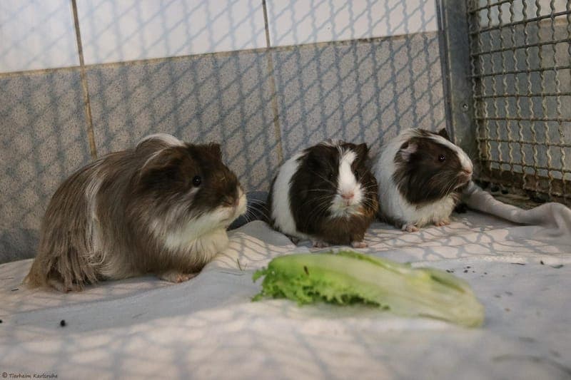 Meerschweinchen – Rubine, Kiwi und Yuki - Kleintier zur Adoption aus Tierheim Karlsruhe
