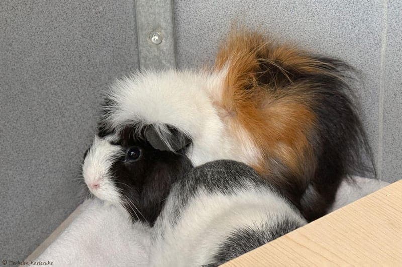 Meerschweinchen – Stöpsel und Puschel - Kleintier zur Adoption aus Tierheim Karlsruhe