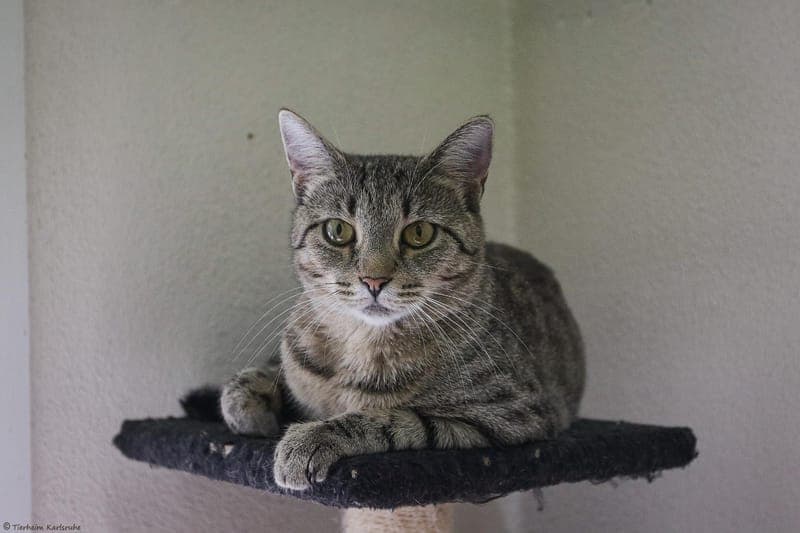 Mimi - Katze zur Adoption aus Tierheim Karlsruhe